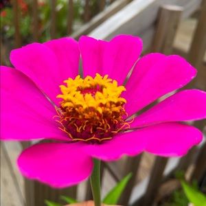 Meet your Posher, Edith